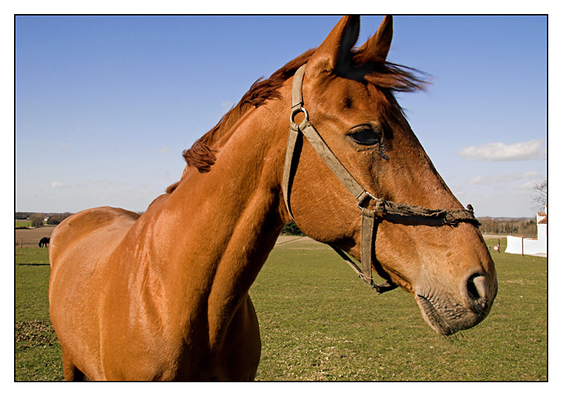 IMG_6195-01.jpg - - a horse -