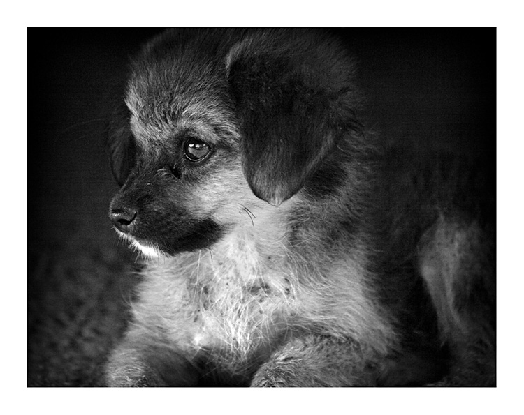 IMG_9085-01_bw.jpg - - puppy II -