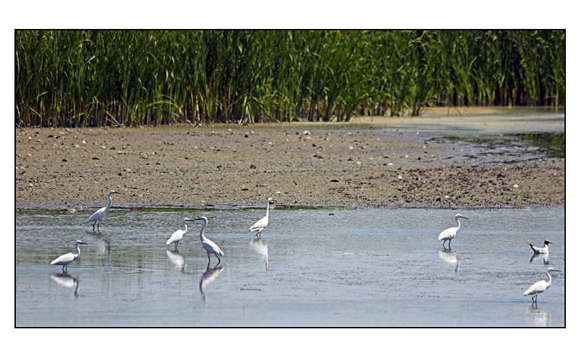 IMG_9272-01.jpg - - danube delta -