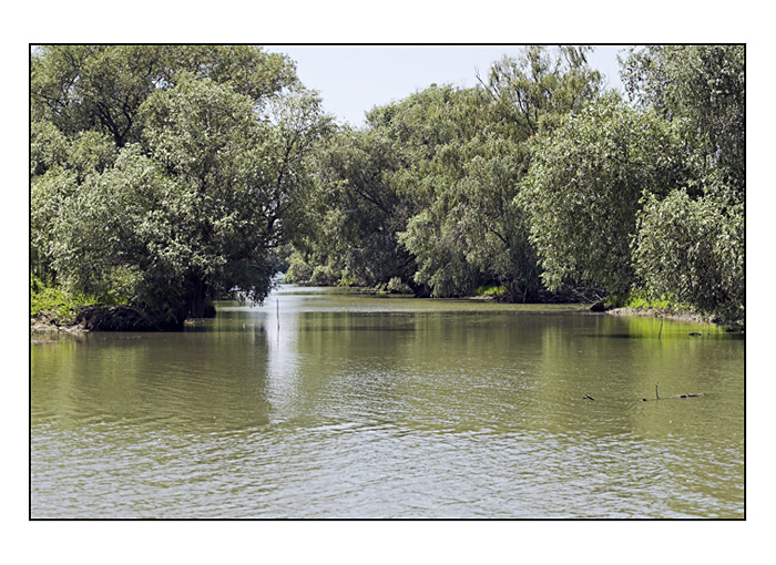 IMG_9318-01.jpg - - the wetland of danube delta -